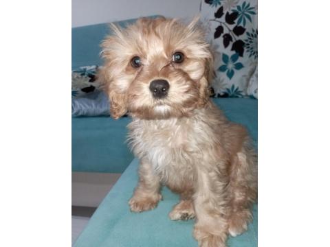 Dünyanın En Tatlı Maltipoo Bebeklerinden Biri