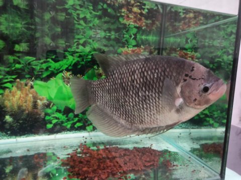 43 Cm Dev Show Boy Gurami