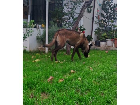 Alan Koruma Belçika Malinois