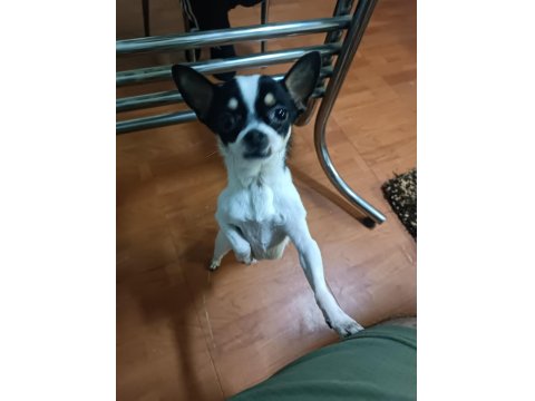 Şivava Köpeğimiz Yeni Yuva Arıyor