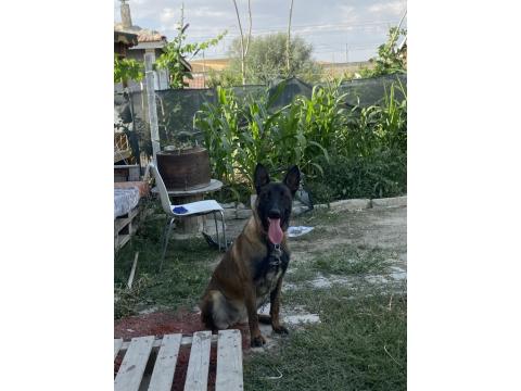 Irk Garantili Malinois Köpekler