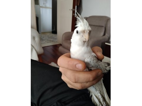 Her Tür Sultan Papağanı Vardır