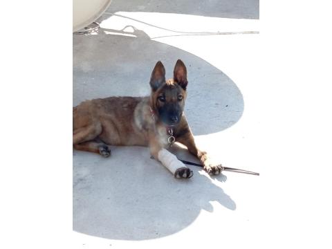 Orjinal Belçika Kurdu Köpeği 4 Aylık