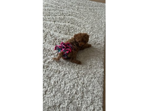 Teacup Boy Dişi Poodle