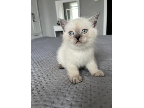 British Shorthair İki Aylık Erkek Ve Dişi