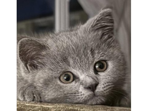 3 Aylık Dişi Tüm Ekipmanla Birlikte British Shorthair