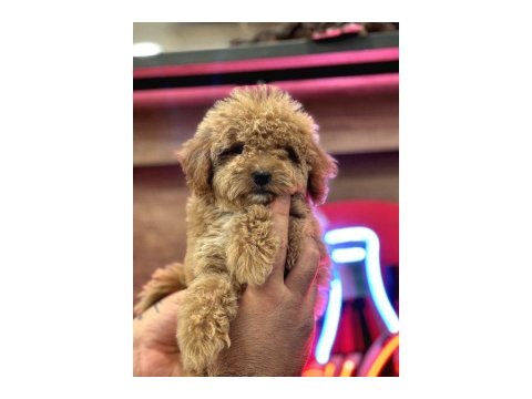 Maltipoo Yavrularım Sağlık Ve Irk Garantilidir