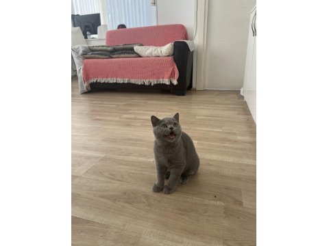 Safkan British Shorthair Yavru Kedimiz