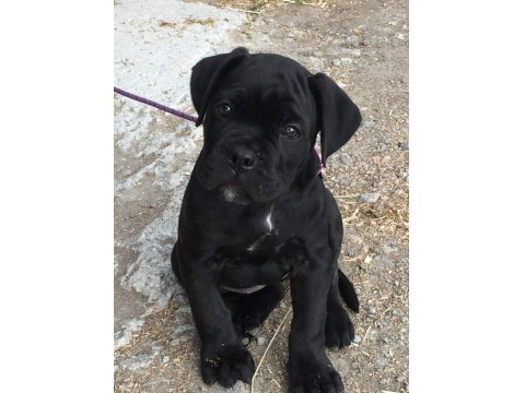 Sağlık Ve Irk Garantili Cane Corso Köpekleri