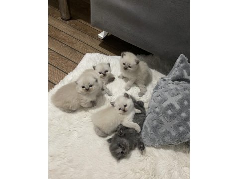 British/Scottish Yavrularımıza Yuva Arıyoruz