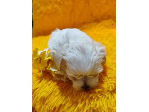 Maltese Terrier Yavrular Gelip Görerek Alabilirsiniz Adrese Teslimat Var