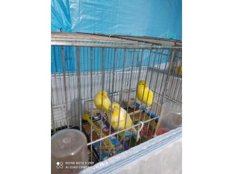 2025 Lanksair Dişi Kanaryalar