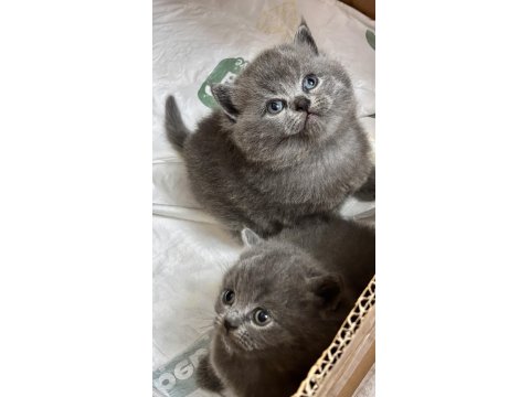 British Shorthair Bebek Kedilerimiz