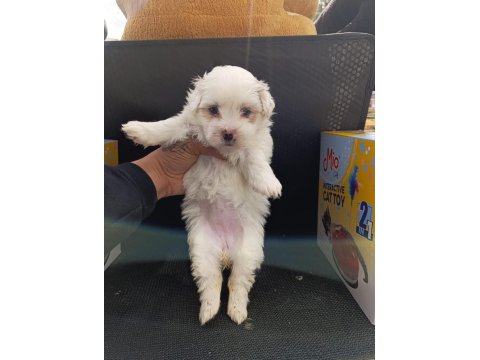 A Kalite Maltese Bebekler