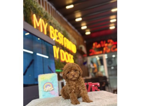Toy Poodle Irk Ve Sağlık Garantili