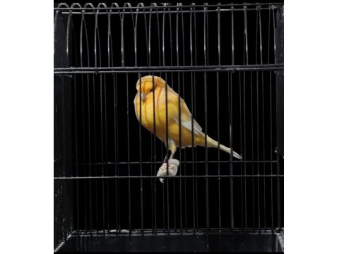 Yorkshire Kanaryalar