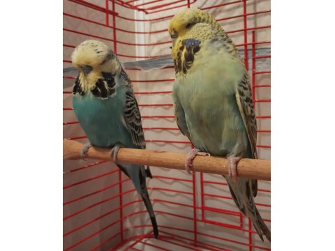 Şov Jumbo Muhabbet Kuşu