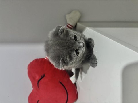 Dişi Scottish Fold Kedimiz