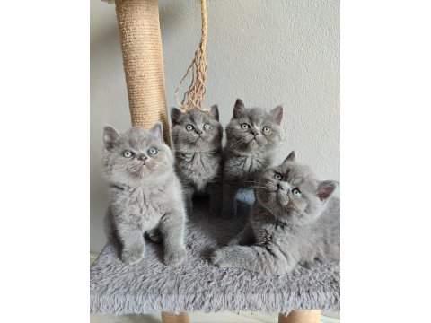 Ayı Surat Safkan British Shorthair Yavrularımız