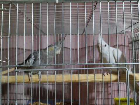 Eş Sultan Papağanları