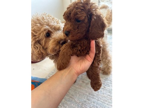 Anne Altından Toy Poodle Bebekler