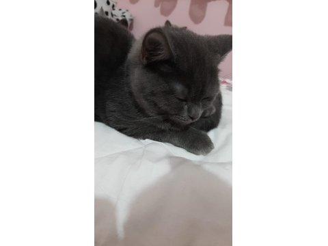 British Cins Yavru Kediler