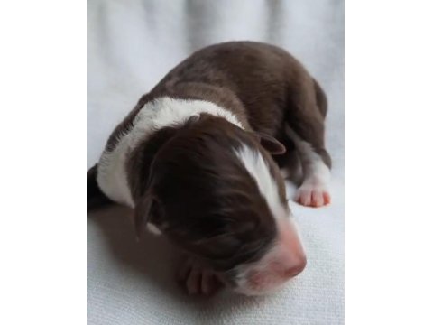 Border Collie Siyah Beyaz Ve Kahve Beyaz Yavrular