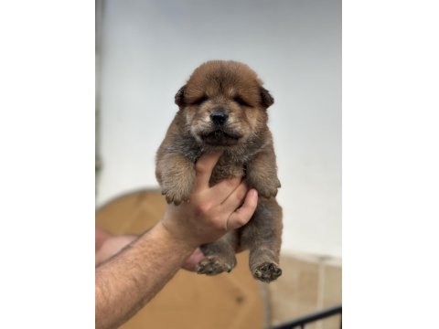 50 Günlük Çin Aslan Yavrularımız