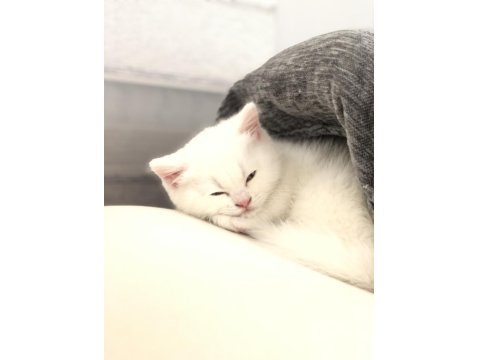 1,5 Aylık Yavru Beyaz British Shorthair