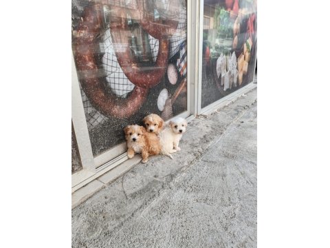 Kendi Köpeğimin Yavruları