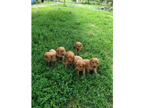 Minik Kalan Büyümeyen Maltipoo Bebekler