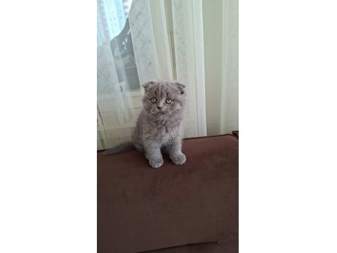 6 Kardeş Kediler Yeni Yuvalarını Arıyor