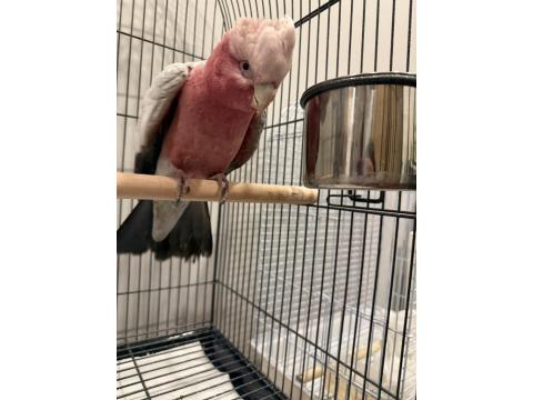 Full Evcil Gül Kakadu Papağanımız