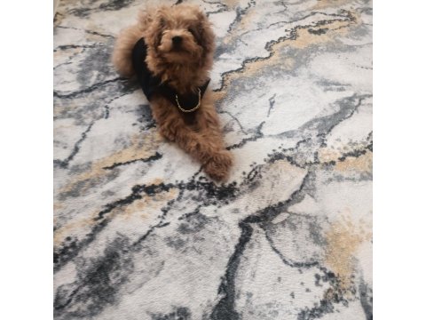 4 Aylık Toy Poodle