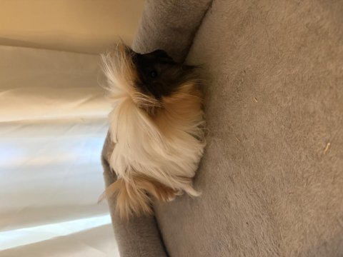 Yeni Guinea Pig Yavrularımıza Aile Olmak İster Misiniz?