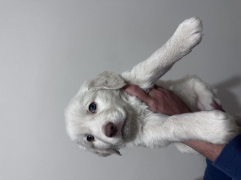Safkan Golden Retriever Bebeklerimiz