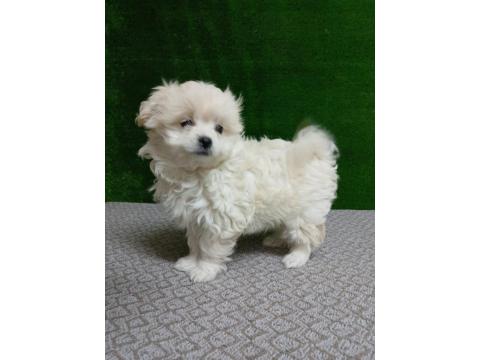 55 Günlük Terrier Yavrular