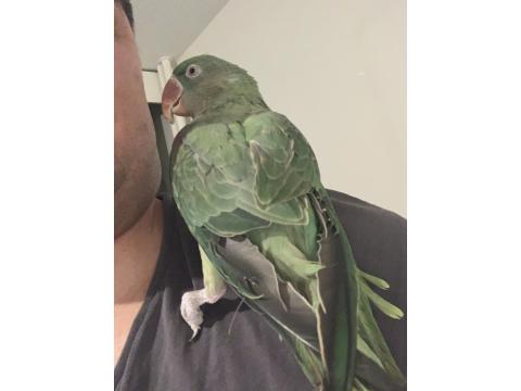 Bir Yaşında Dişi Evcil Alexander (İskender Papağanı)