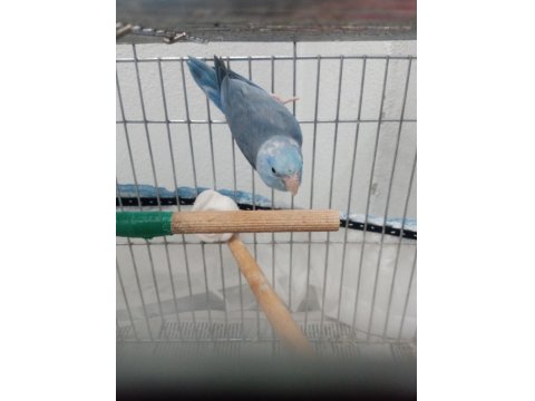 Kızgın İsim Bilezikli Forpus