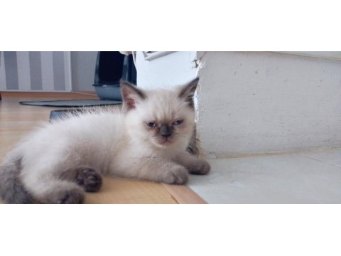 2 Aylık İran Kedisi