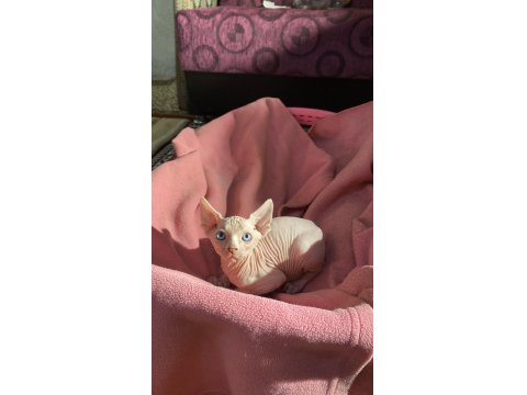 Üst Düzey Kalitede Sfenks