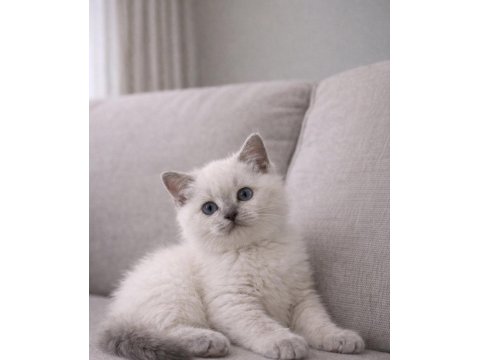 64 Günlük Blue Point Bebek British Shorthair