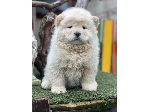 Küt Burun Chow Chow Yavrularımız