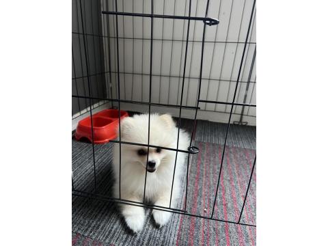 Köpeğimiz Hakkında Detaylı Bilgi İçin Arayınız