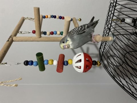 Yeni Yeme Düşmüş Erkek Muhabbet Kuşu