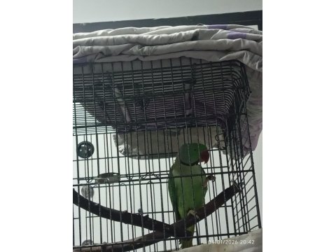 Alexander İskender Papağanı Konuşmaya Yatkın