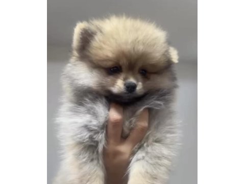 Uygun Pomeranian