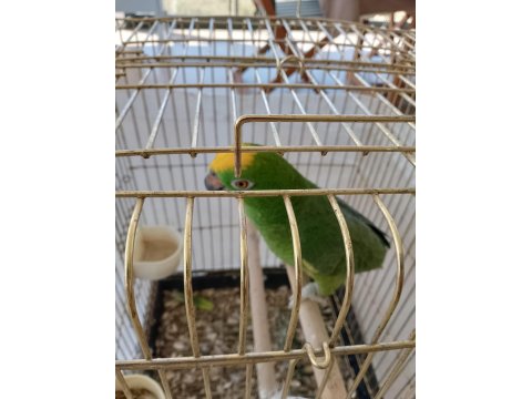 Geveze Sarı Alın Amazon Papağanı