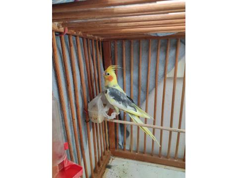 Kafesiyle Beraber Sultan Papağanı