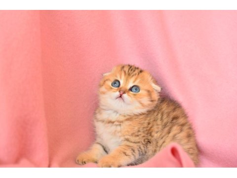Ayı Surat Golden Ny24 Scottish Fold
